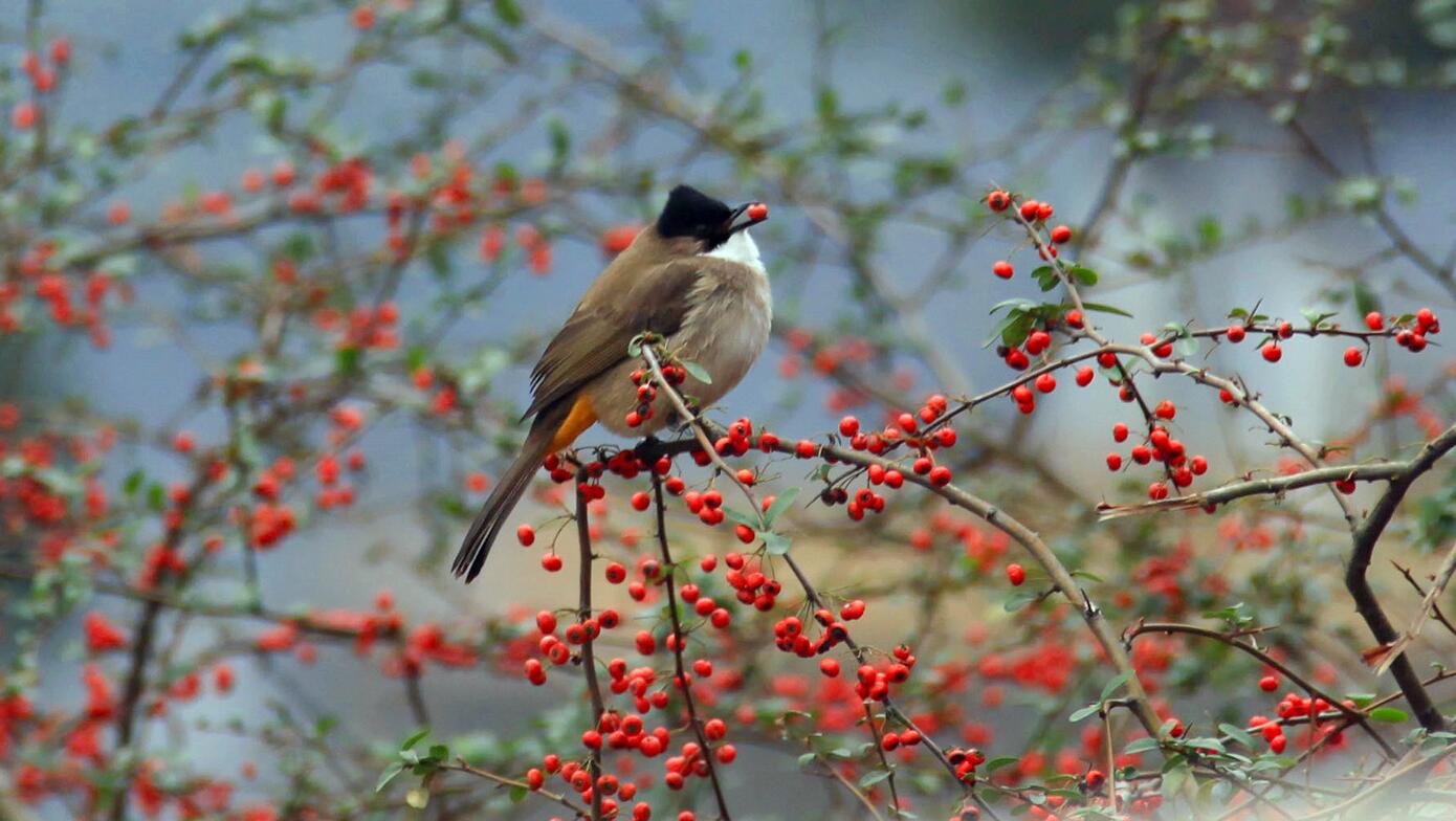 CQ9���ӡ�(�й�)Ψһ�ٷ���վ