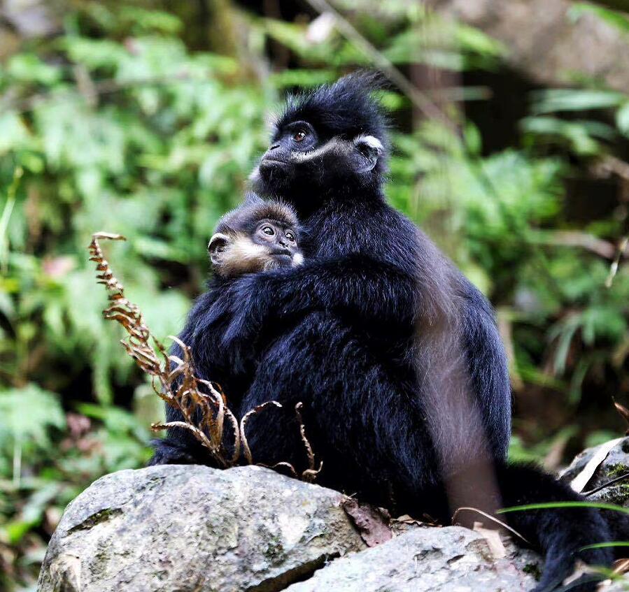 CQ9���ӡ�(�й�)Ψһ�ٷ���վ