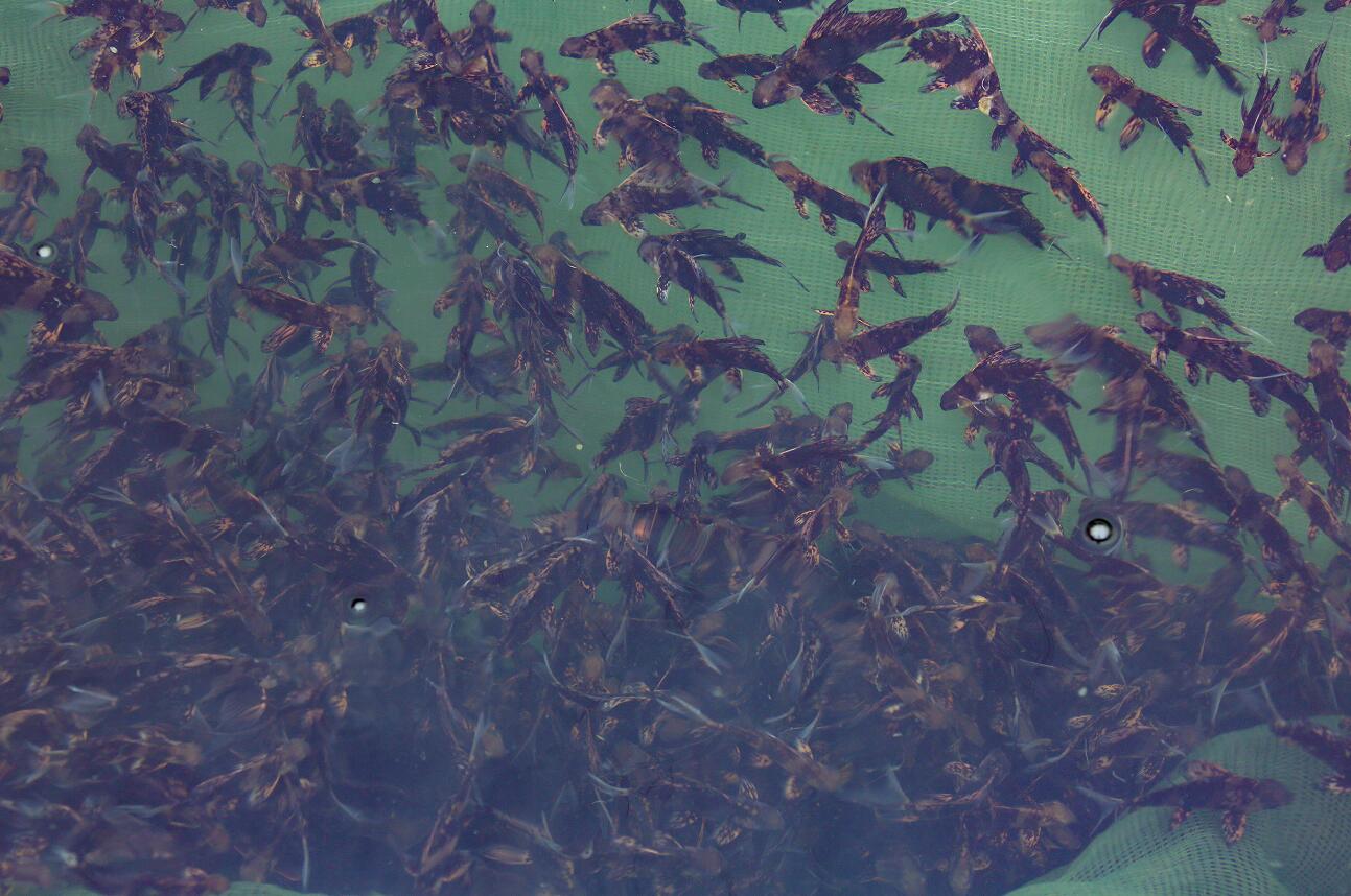 CQ9���ӡ�(�й�)Ψһ�ٷ���վ